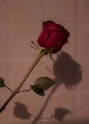 qm的个人资料头像