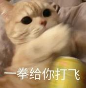 飞天忍者猫的个人资料头像