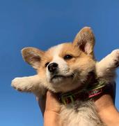 python是世界上最好的语言的个人资料头像