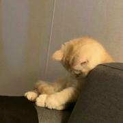 哀骀它532的个人资料头像