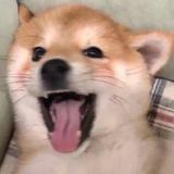 汪仔r头像