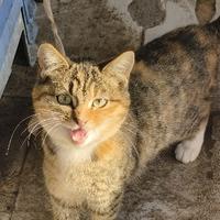 执着的晚风caW头像