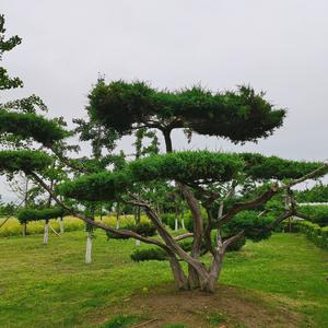 杏花娱乐头像