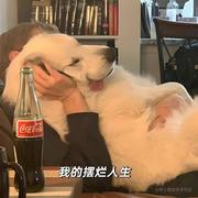 莓有烦恼的个人资料头像
