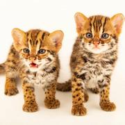 啊啊啊白的个人资料头像