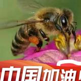 博学多才的蜜蜂哥头像