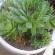 chicnu的个人资料头像