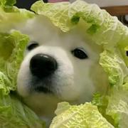 Air323的个人资料头像