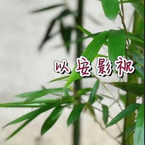 十月以安头像