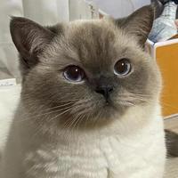 颜安临头像