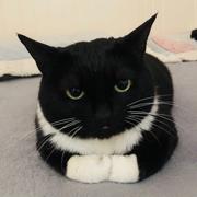 六十是一只猫的个人资料头像