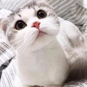 neio的个人资料头像