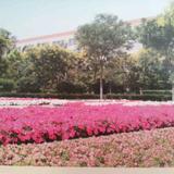 贴地飞行512头像