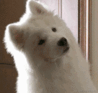 前端GIS的个人资料头像