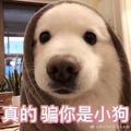 旺旺是只狗头像