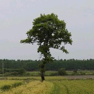 愚公不移山头像