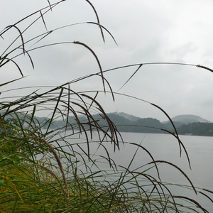 显微镜下的民国往事头像