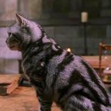 花斑猫爱电影头像