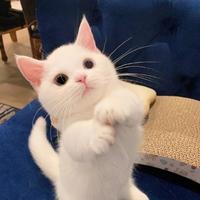 深漂小春春头像