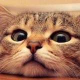 猫爷156头像