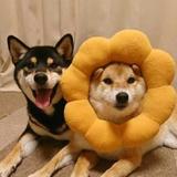 看不清所有头像