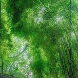 瞻淇感悟头像