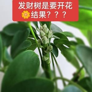 儒雅阳光M5头像