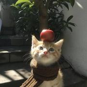 拒绝507的个人资料头像