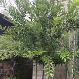 薪想是晨头像
