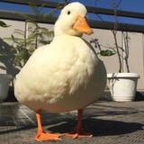 松哥9288头像