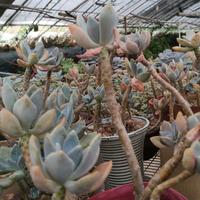 ZWg一漫步者头像