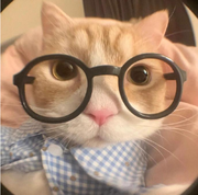 汤姆cat的个人资料头像