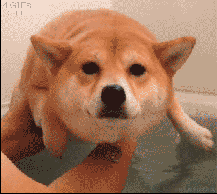 快说你是猪的个人资料头像