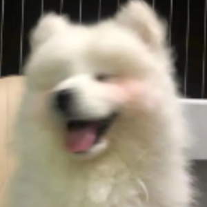 可乐