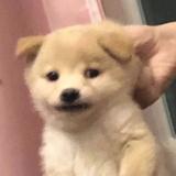 珐琅519头像
