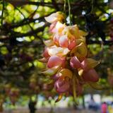 秋爽sunday🌸头像