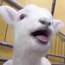 ANTIGENERAL的个人资料头像