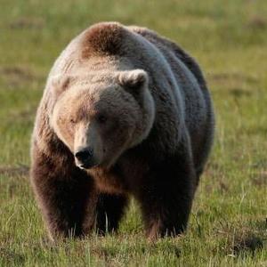 苏联大棕熊头像