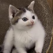 邪恶牛奶芝麻糊的个人资料头像