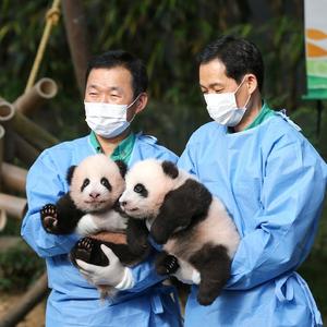 爱宝双胞胎幼崽头像