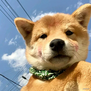 大大羊的个人资料头像