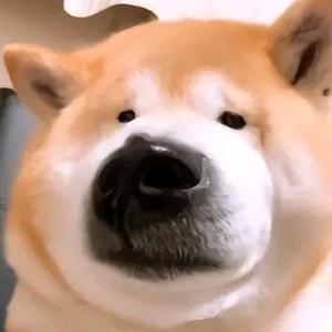 坦荡的孔雀IYP头像