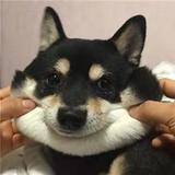 佳乐的阿歪头像