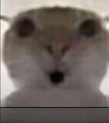 哈基仙人的个人资料头像