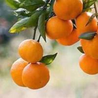 桔子红了一头像