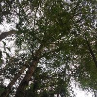 玛怪头像