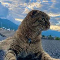 高冷可乐HH头像