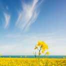 春夏的个人资料头像