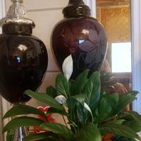 非凡柳叶Vu头像