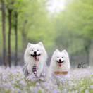 前端小菜刘的个人资料头像